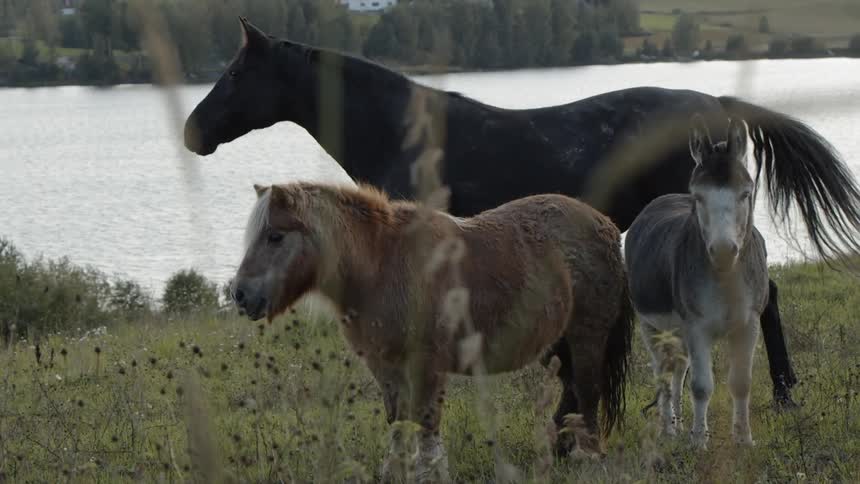 Sustainable Farm With Animals