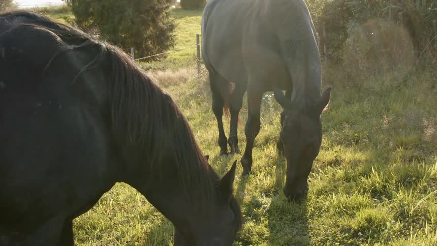 Sustainable Farm With Animals