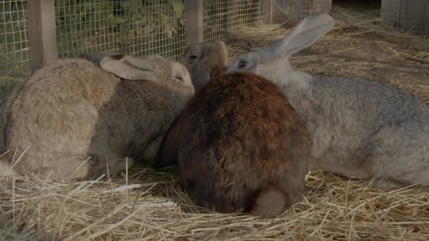 Sustainable Farm With Animals