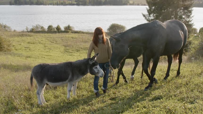 Sustainable Farm With Animals