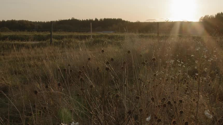 Sustainable Farm With Animals