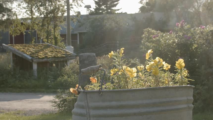 Sustainable Farm With Animals