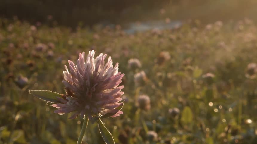 Sustainable Farm With Animals