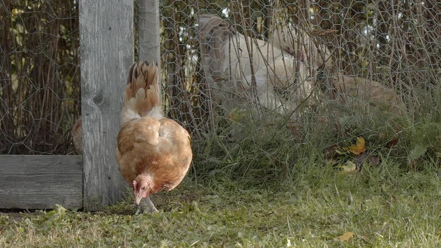 Sustainable Farm With Animals