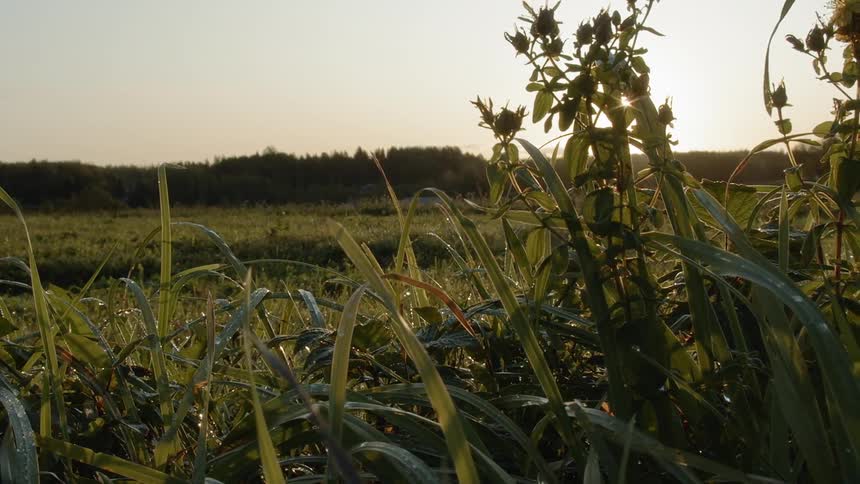 Sustainable Farm With Animals