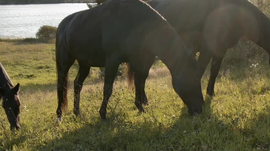 Sustainable Farm With Animals