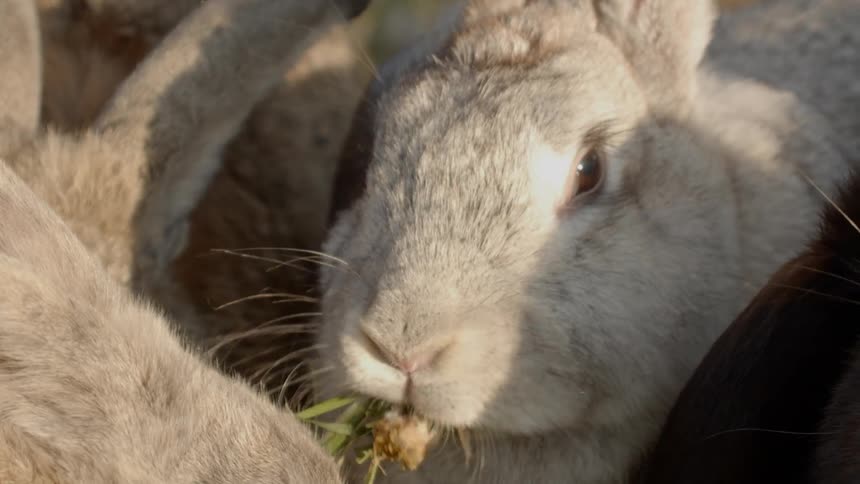 Sustainable Farm With Animals