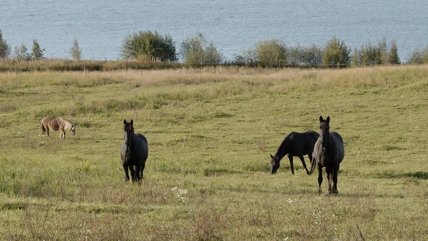 Sustainable Farm With Animals