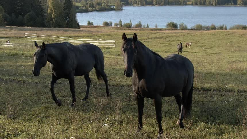 Sustainable Farm With Animals