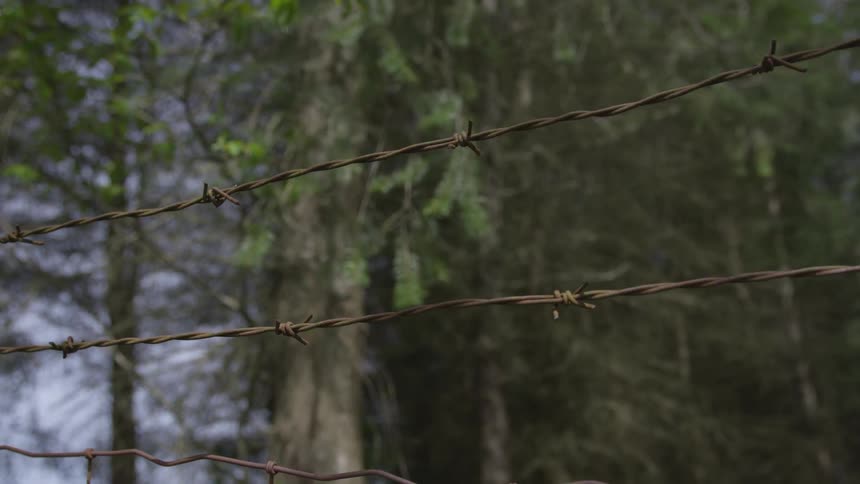 Tree branches in the wind behind a rusty barbed wire fence