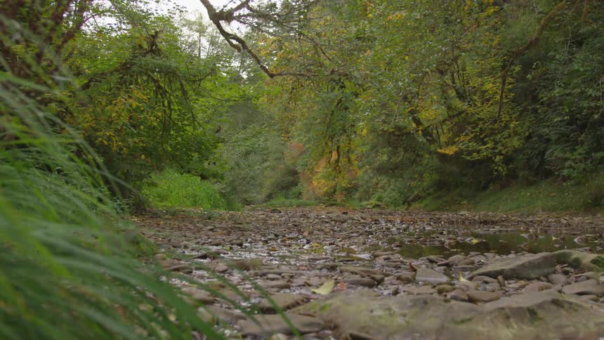 Trees branches and bushes on either side of a very rocky stream