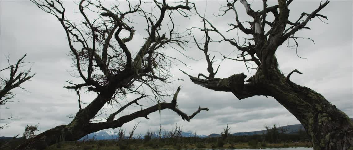 Two trees with no leaves line a body of water on a cloudy day