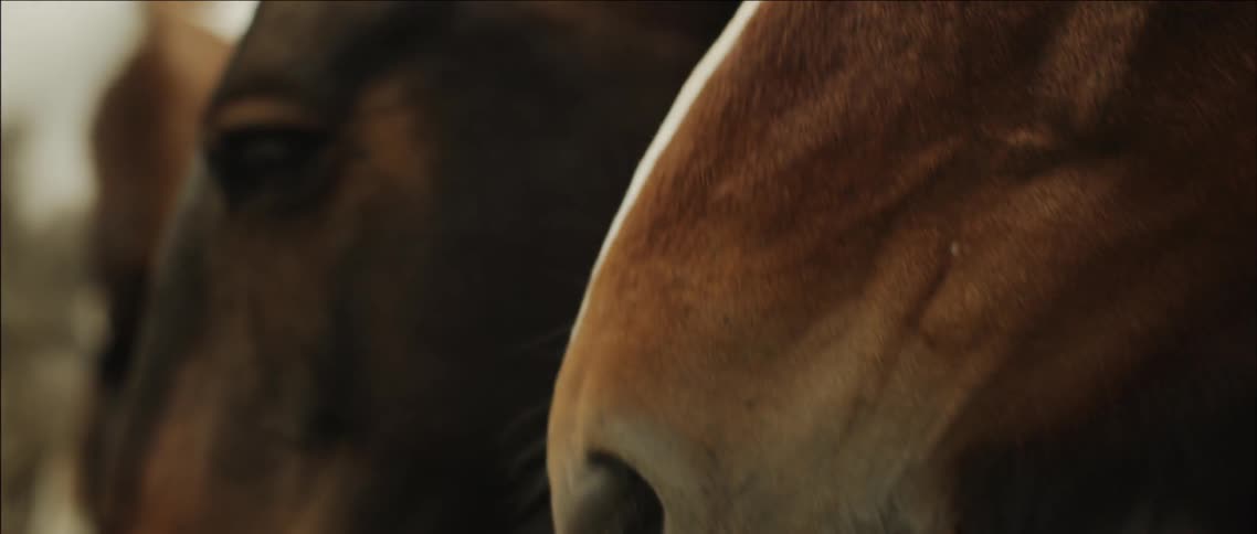 Closeup of two horses as one nuzzles the other away