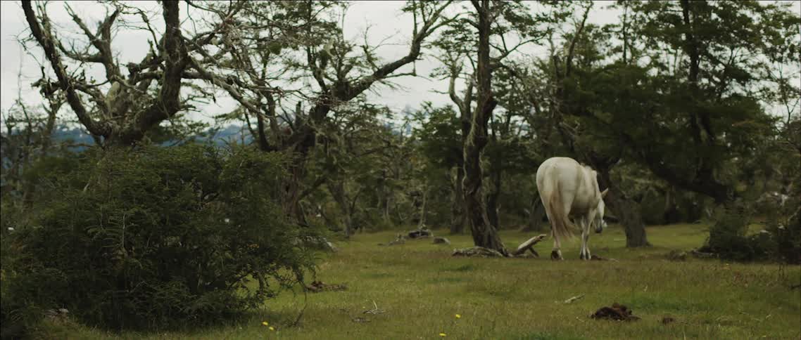 A white horse walking through a tree-filled grassy area on a cloudy day