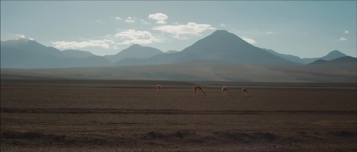 Animals graze in a sunny field