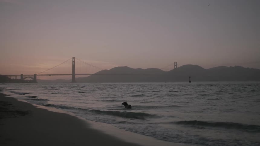 A dog running into the ocean to fetch and return an object