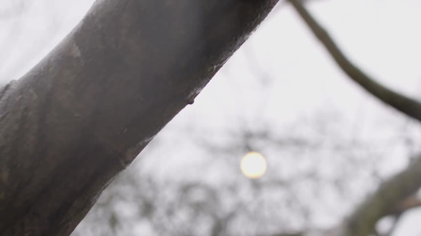 Rain drips off tree limb