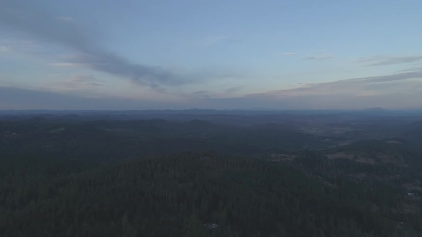 Pine trees stand in a forest at sunset