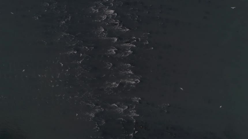 Birds soar over ocean waves