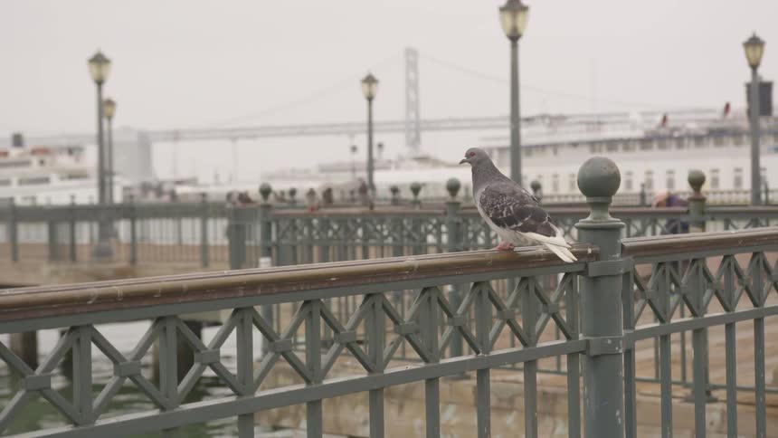 A pigeon sits on a railing near a bridge