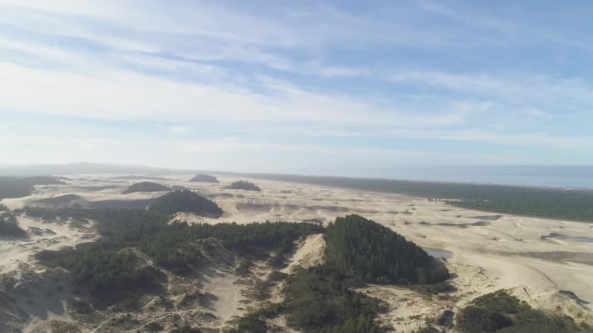 Trees are in a desert area
