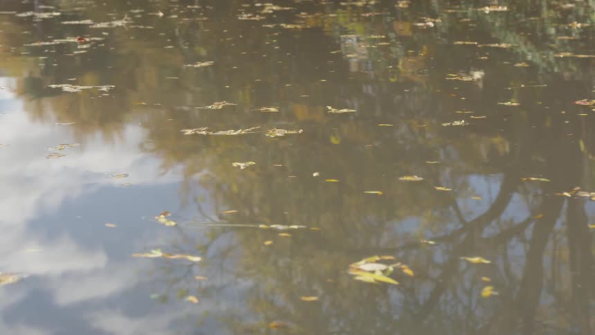Fall leaves float on a rippling pond