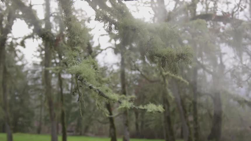 Mist blows through a mossy forest