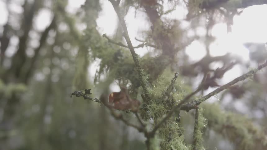 Rain the middle of a forest