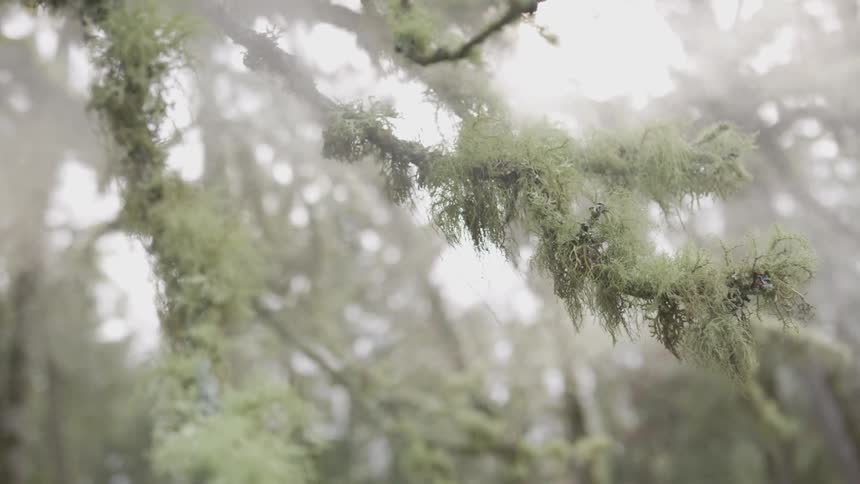 Fog soars through tree branches on cloudy day