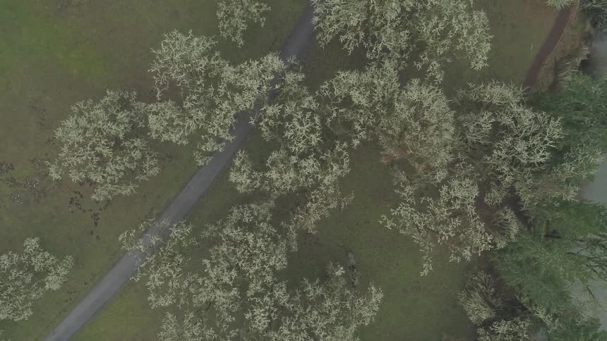 A number of trees and bushes shield a narrow road from the soft rain