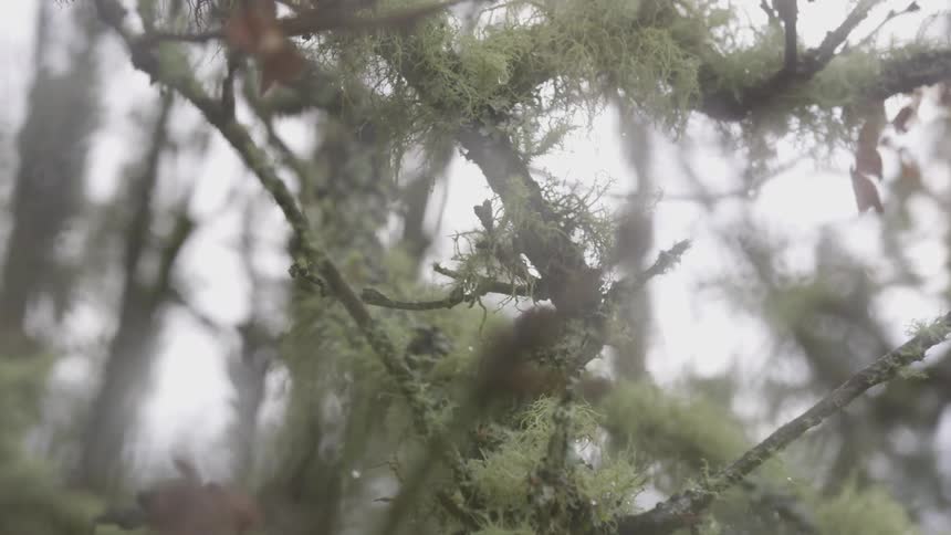 Green moss clings to otherwise bare branches
