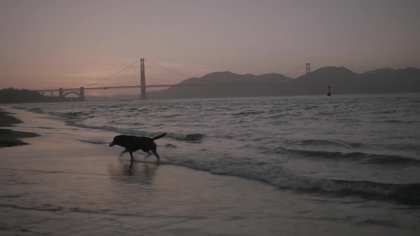A dog plays fetch in the ocean at sunset