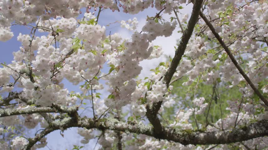 Spring blossoms on a tree waving on the wind