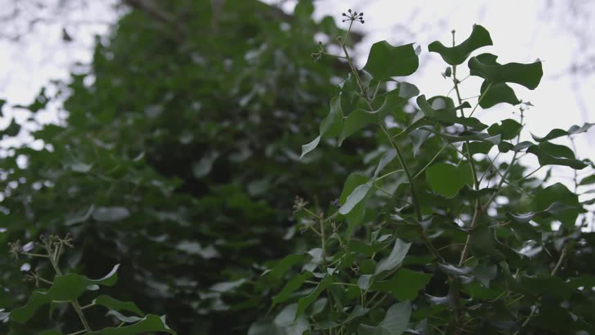 Tree leaves from worms eye view