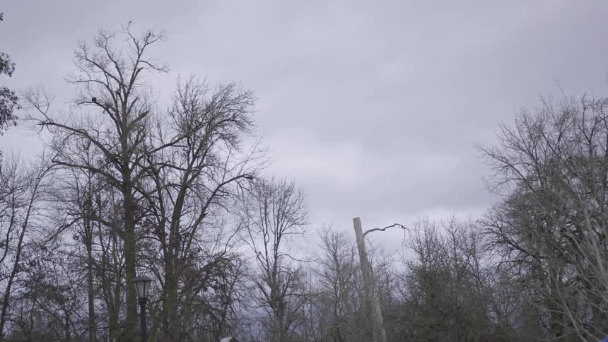 Trees with bare branches stand against a cloudy sky