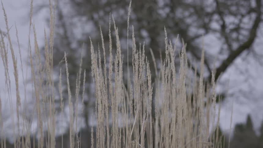 Grass moves slightly in the wind
