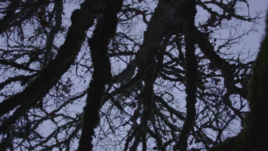 Tree branches against a cloudy sky