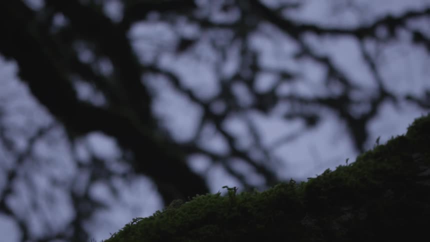 Moss covered tree limb during winter