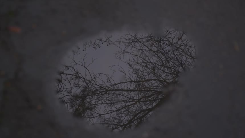 Tree branches reflected on a small puddle