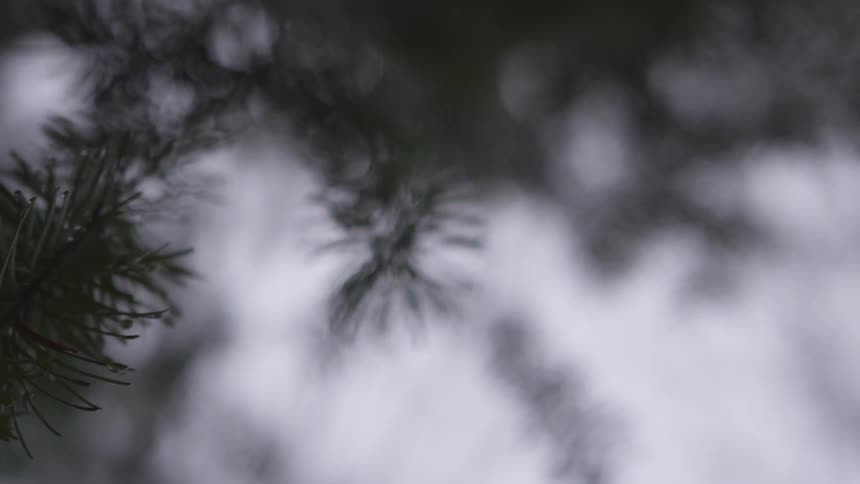 Against a gray sky small branches lined with pine needles are seen swaying in the wind