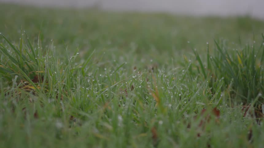 Dew clings to blades of grass
