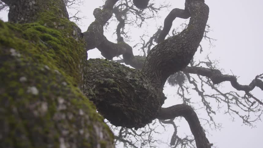 Worms eye view of old tree