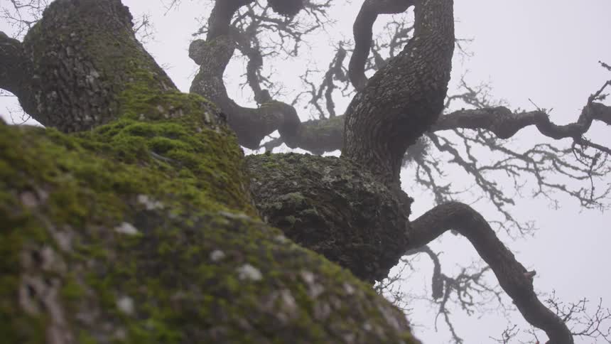 Twisted branches grow on a tall tree