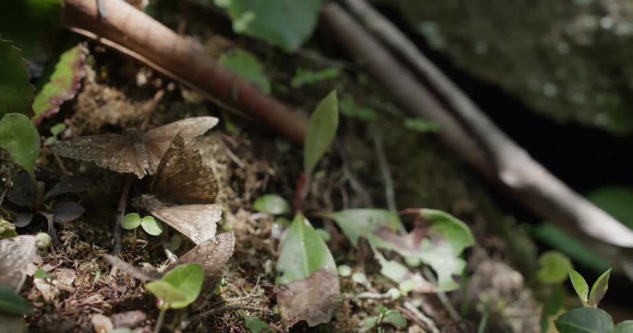 Butterflies sit calmly on the forest floor