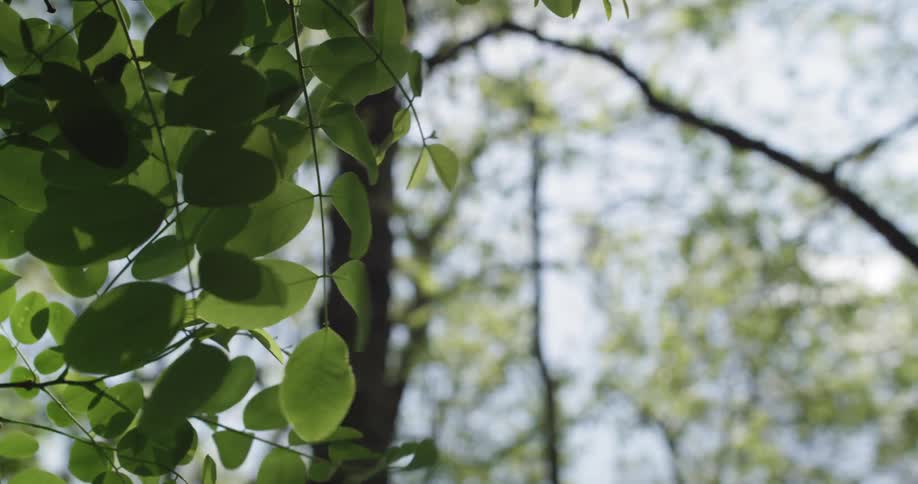 Leaves blowing in the wind