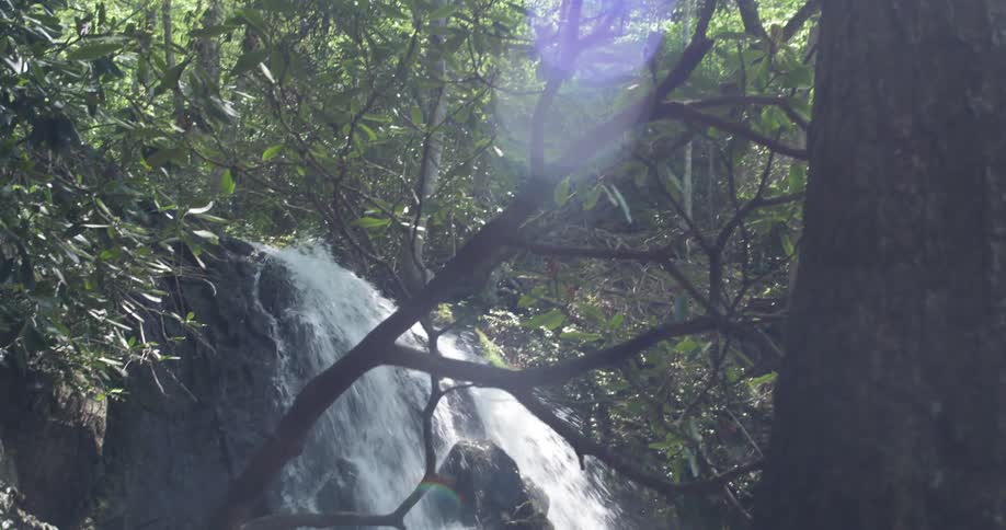 Water flows rapidly down a forest stream
