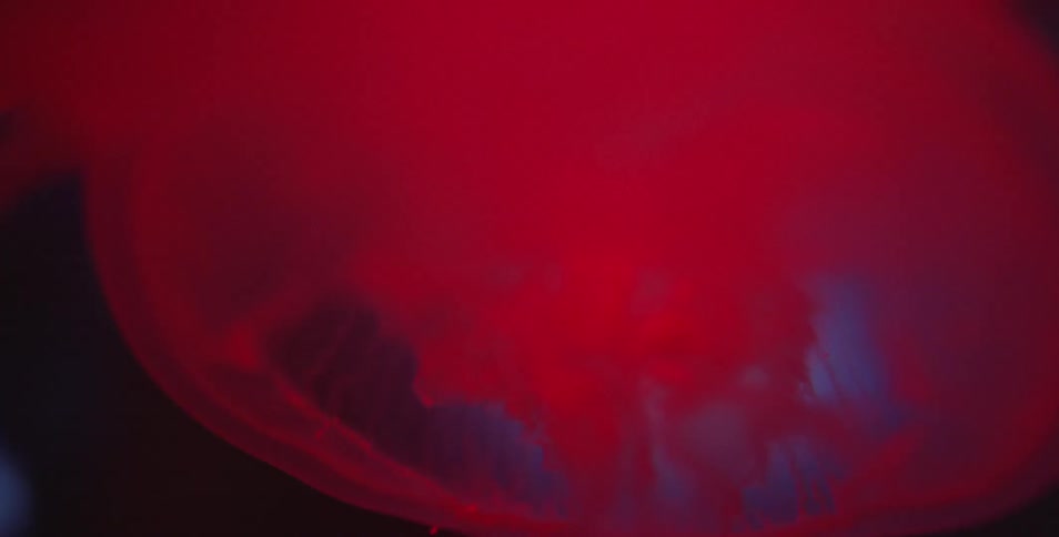 A jellyfish glows red while suspended underwater
