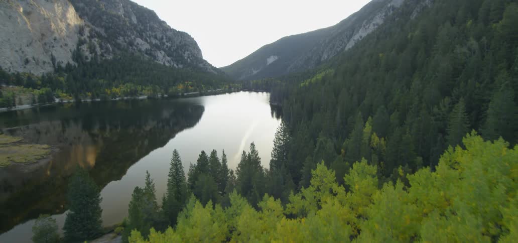 Forest and a river shoreline