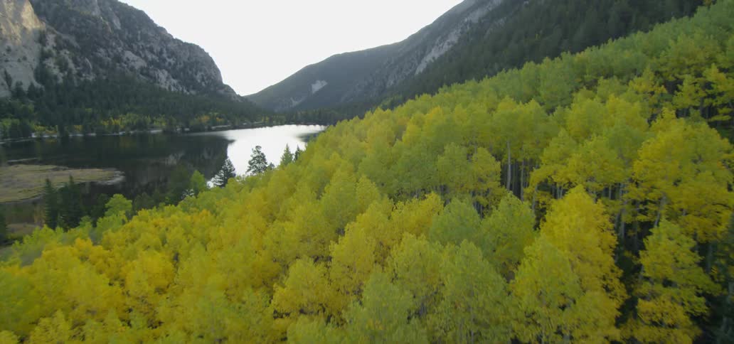 Trees growing on the side of a hill near a lake and mountains