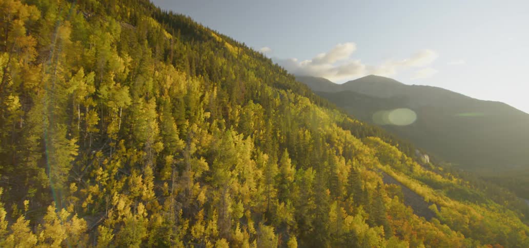 A forest on a mountainside unfolds underneath us